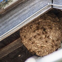 建物に潜む、蜂・ゴキブリ・シロアリ駆除は【害虫の緊急駆除隊 船橋...