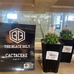 激安　金鯱サボテン　発送可能
　　の画像