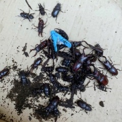 【最短本日渡し可能・100匹以上】ノコギリクワガタ・コクワガタ ...