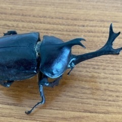 カブトムシ標本(68)の画像