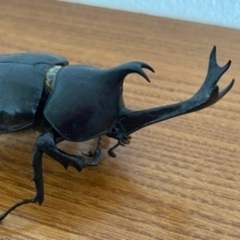 カブトムシ標本(68)の画像