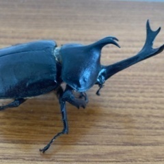 カブトムシ標本(68)の画像