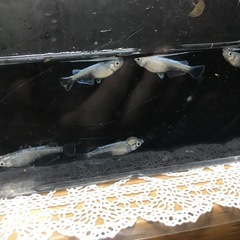 メダカ　雄3雌3　幼魚　マリアージュキッシングワイドフィン