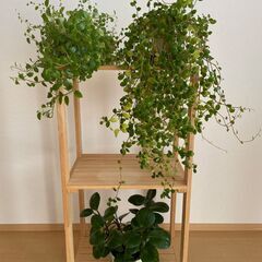 ≪お譲り先内定済み≫　観葉植物　3つセット