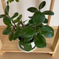 ≪お譲り先内定済み≫　観葉植物　3つセットの画像