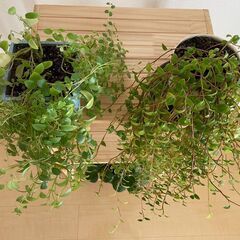 ≪お譲り先内定済み≫　観葉植物　3つセットの画像