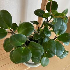 ≪お譲り先内定済み≫　観葉植物　3つセットの画像