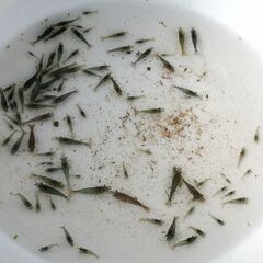 【自家繁殖】ミナミヌマエビ 1匹5円（20匹よりご注文承ります）