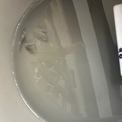 深海メダカの稚魚（1センチ〜1、5センチ） 6匹500円の画像