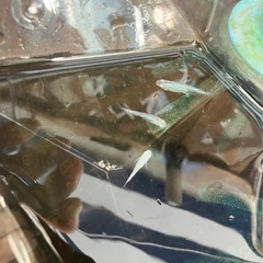 深海メダカの稚魚（1センチ〜1、5センチ） 6匹500円