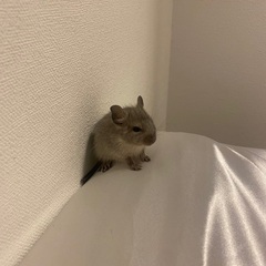 デグーの赤ちゃん（7月21日生まれ）