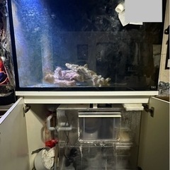 プレコOF水槽