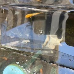 レクリスメダカの稚魚（1センチ〜1、5センチ） ５匹600円から...