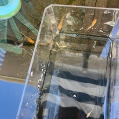 レクリスメダカの稚魚（1センチ〜1、5センチ） ５匹600円からで＋１匹50円です。の画像