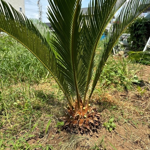 ソテツ 蘇轍　ガーデニング　値引き交渉可♪