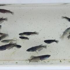 ミッドナイトフリル（ミックス）　画像の個体全部の画像