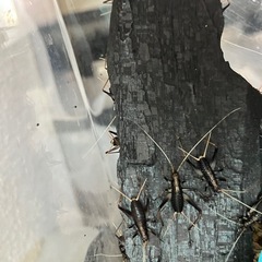 鈴虫育ててみませんか？の画像