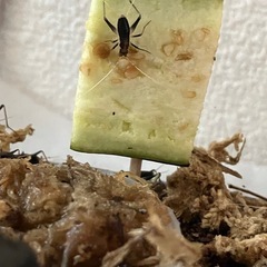 鈴虫育ててみませんか？の画像