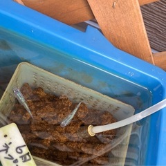 ネプチューンメダカの稚魚（1センチ〜1、5センチ） ５匹700円