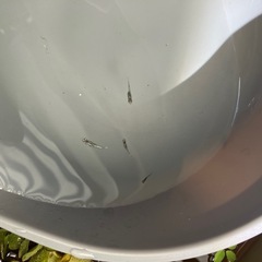 ネプチューンメダカの稚魚（1センチ〜1、5センチ） ５匹700円の画像