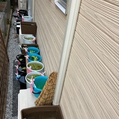 みゆきメダカの稚魚（1センチ〜1、5センチ） 6匹500円からで＋１匹50円です。の画像