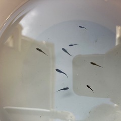 オロチ鰭長メダカの稚魚（1センチ〜1、5センチ） 6匹500円か...