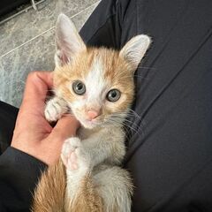 8/18　譲渡会　in川崎市動物愛護センター　子猫から大人猫まで...