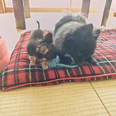 めちゃくちゃ可愛い🩷チワワ子犬2ヶ月 - 犬