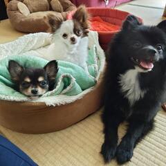 めちゃくちゃ可愛い🩷チワワ子犬2ヶ月 - 里親募集