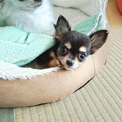 めちゃくちゃ可愛い🩷チワワ子犬2ヶ月 − 群馬県