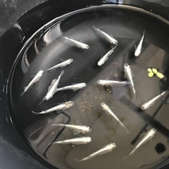 産卵始まりました　メダカ　マリアージュキッシングワイドフィン　成魚1ペアの画像