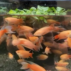 フルゴールドパラダイスフィッシュ(闘魚)