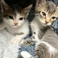 里親様決まりました。ありがとうございました💕
