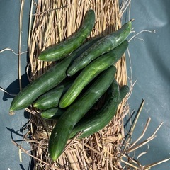 🥒きゅうりぶさかわ野菜 ２１日１８時まで受け付けますね