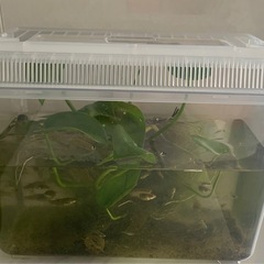 島グッピー🐟お徳用　40〜50匹