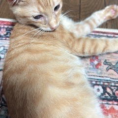 茶トラ仔猫　甘々ボーイ♡