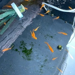 めだか　メダカ　楊貴妃ヒレ長