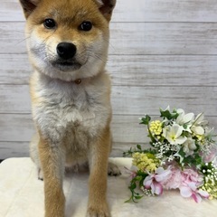 柴犬の8ヶ月男の子