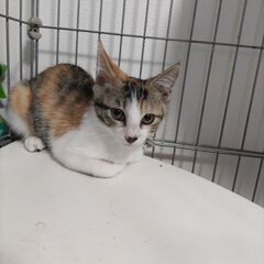 三毛猫メス　３か月くらい　鍵しっぽちゃん