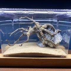 レイアウト品付き水槽