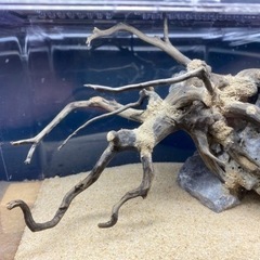 レイアウト品付き水槽の画像