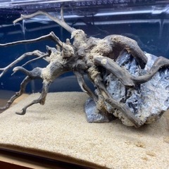 レイアウト品付き水槽の画像