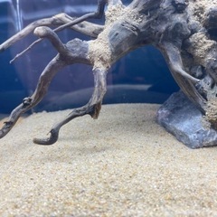 レイアウト品付き水槽の画像