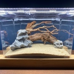 レイアウト品付き水槽