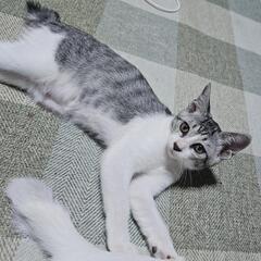 飼い主のいない子猫の里親さん探しています！