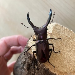 メタリフェルホソアカクワガタペア　パープル