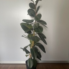 ゴムの木 観葉植物