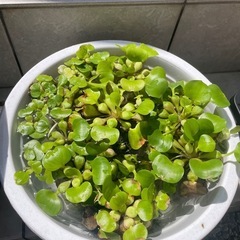 ミニホテイアオイ