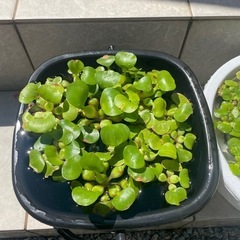 ミニホテイアオイの画像