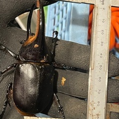 サタンオオカブト♂1おまけ♂2